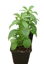 Stevia Rebaudiana - Sachet 20 graines