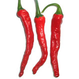 Piment du Cachemire | Kashmiri Mirch - Sachet 10 graines