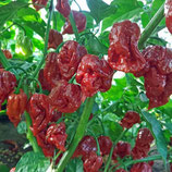 Trinidad Moruga Scorpion Caramel - Sachet 10 graines