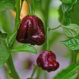 Trinidad 7 Pot Congo Chocolat - Sachet 10 graines