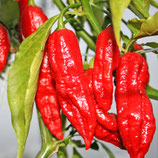 Bhut Jolokia Assam- Sachet 10 graines