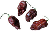 Brazilian Bhut Jolokia - Sachet 10 graines