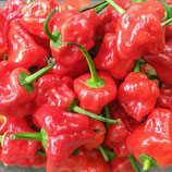 Scotch Bonnet Rouge - Sachet 10 graines