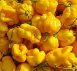 Scotch Bonnet TSC jaune- Sachet 10 graines