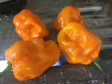 Trinidad 7 Pot Orange - Sachet 10 graines