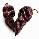 Trinidad Moruga Scorpion Black - Sachet 10 graines