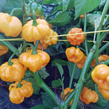 Scotch Bonnet Jamaïcain TFM - Sachet 10 graines