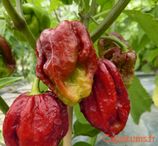 Trinidad 7 Pot Douglah Rouge - Sachet 10 graines