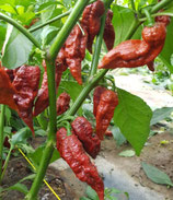 Bhut Jolokia Caramel - Sachet 10 graines