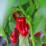 Madame Jeanette rouge - Sachet 10 graines