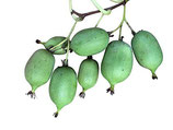 Mini Kiwi - Actinidia arguta - Sachet 10 graines