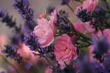 Dufttart, Rose-Lavendel-Hagebutte
