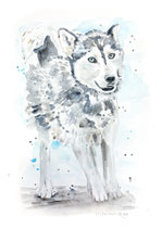 Hundeportrait Sky