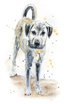 Hundeportrait Milo
