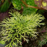 Asplenium daucifolium ,,grof,,