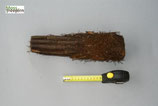 Dicksonia squarrosa 20-40 cm.