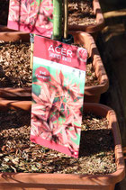 Acer J.Jewels "Red Compact"