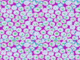 KF1108 - Kaffe Fassett - Brandon Mably for the Kaffe Fassett Collective - PWBM031 - February  2026 Collection - Sand Dollar - PURPLE