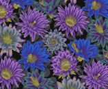 KF1025 - Kaffe Fassett - Philip Jacobs for the Kaffe Fassett Collective - PWPJ096.BLACK - Classics - Cactus Flower - Black