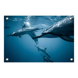 Tuin poster Dolphins
