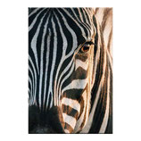 Zebra close up