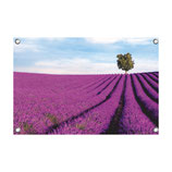 Tuin poster Lavendel