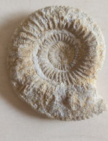 Les 3 Pierres fossilisée origine France 53 45 et 28 grammes .réf.PL.PI2
