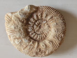 Pierre fossilisée origine France 365 gr. 9.5x11cm sur 2.5cm  .réf.PL.PI1
