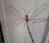 Libelula