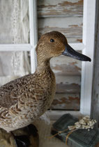 Taxidermy: Wunderschönes altes Tierpräparat Spießente