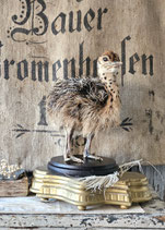 Wunderschönes Tierpräparat Straußenjunges