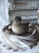 Taxidermy: Zauberhaftes Entenküken