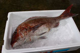 【天然真鯛】活〆神経抜き　(1.8～2.3kg)
