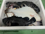 お試し鮮魚セット
