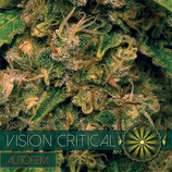 VISION CRITICAL AUTOFIORENTE - VISION SEEDS