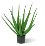 Aloe vera, künstlich