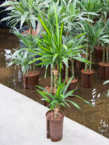 Dracaena rickii