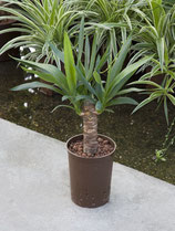 Yucca elephantipes