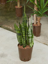 Sansevieria tr. zaylanica