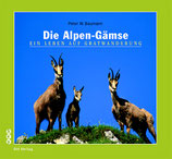 Die Alpen-Gämse