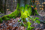 Im Wald und auf der Heide