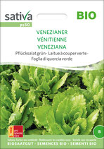 Pflücksalat grün - VENEZIANER