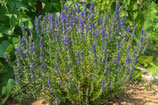 Hyssop