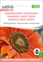 Einjährige Blume - SONNENBLUMEN 'VELVET QUEEN'