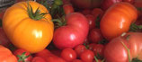Tomaten Überraschungs Set