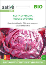 Rosettenzichorie - ROSSA DI VERONA