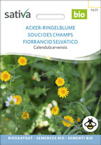 Calendula arvensis - ACKER-RINGELBLUME