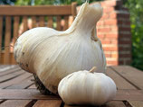 Elefantenknoblauch