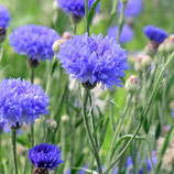 Bleuet "Centaurea Cyanus"