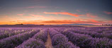 Stage photographique à Valensole - Lavande